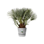 greenville round 40cm living concrete